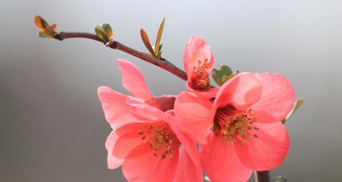 春天花海盛宴（探索春天之美）