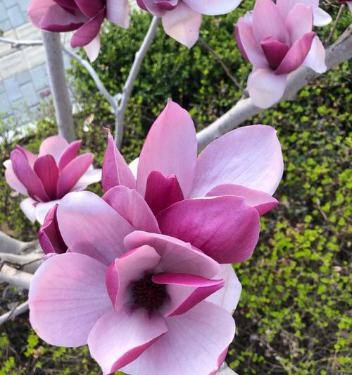 春天花开，绽放美丽生机（探寻春天花卉的绚烂盛景）