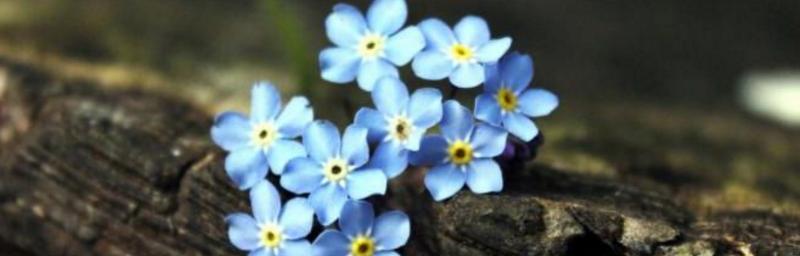花开一生，情深万种（以代表一生挚爱的花谱写下永恒的爱恋）