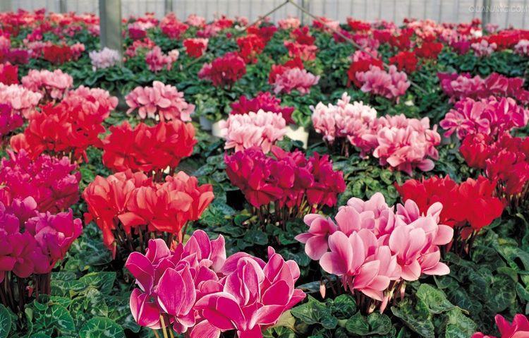 花开一生，情深万种（以代表一生挚爱的花谱写下永恒的爱恋）