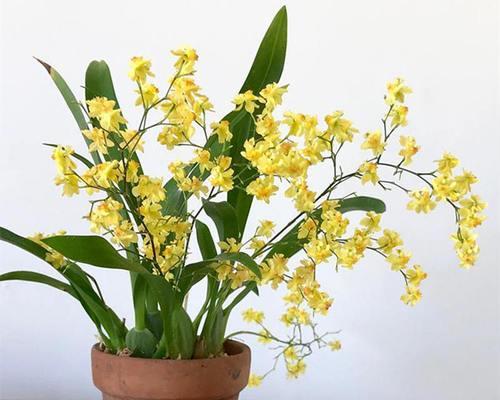 花朵传递友谊的力量（以代表友谊的花卉植物为纽带）