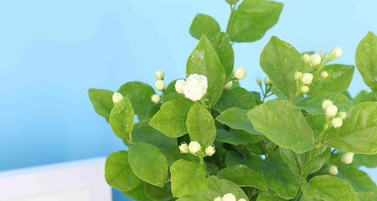 花朵传递友谊的力量（以代表友谊的花卉植物为纽带）