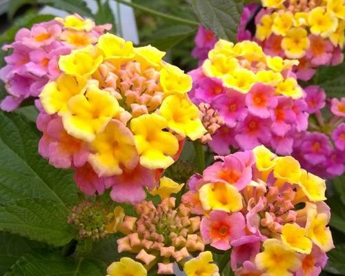 自负自恋尊敬的花——玫瑰（向玫瑰致敬）