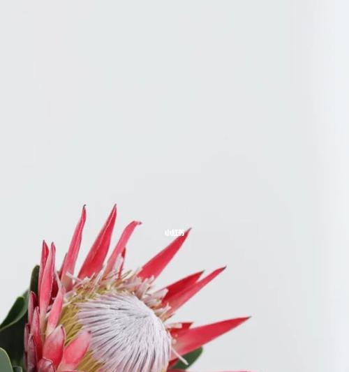 帝王花（帝王花的花语和寓意以及其在不同文化中的象征意义）