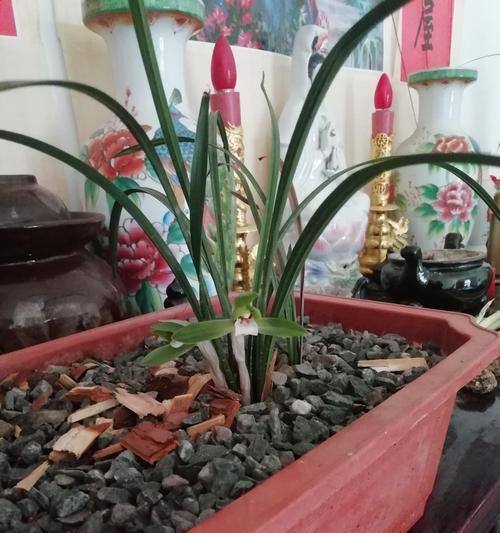 分株繁殖——延续生命的奇迹（植物分株繁殖的意义与技巧）