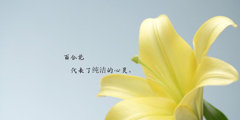 百合花语（探索粉百合的花语及其象征意义）