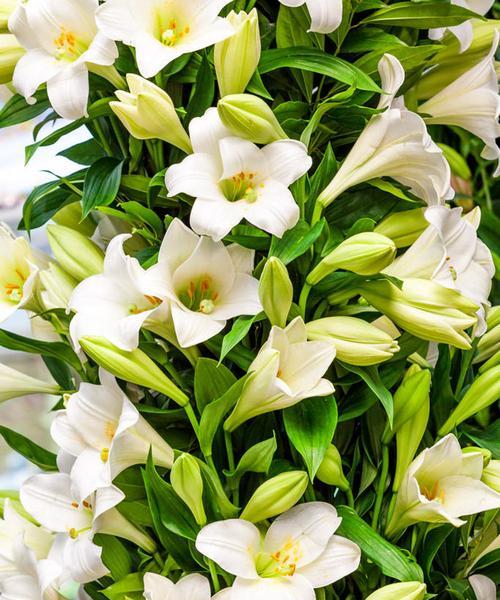 百合花的象征与寓意（揭开百合花背后的深意）