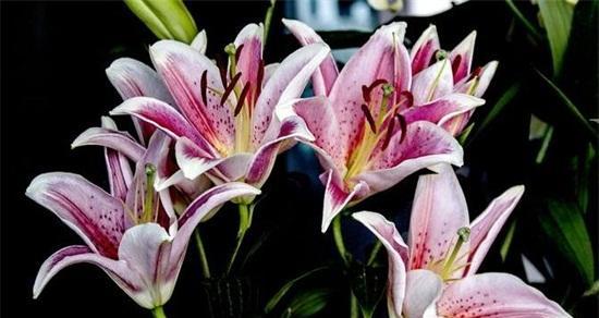 百合花的象征与寓意（揭开百合花背后的深意）