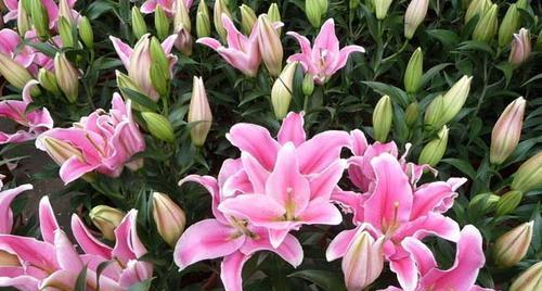 百合花的象征与寓意（揭开百合花背后的深意）
