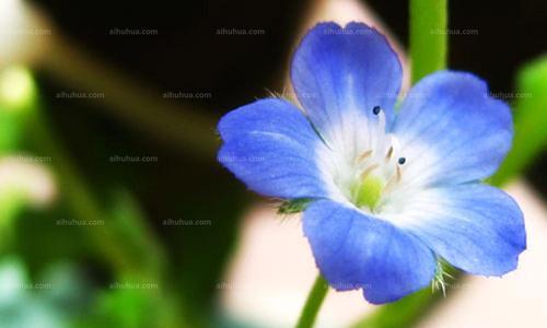 粉蝶花的文化背景与花语（探寻粉蝶花的历史渊源与象征意义）