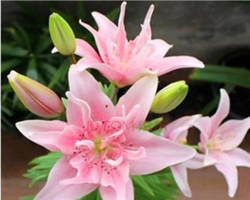 粉色百合花语与寓意（探索粉色百合的花语）