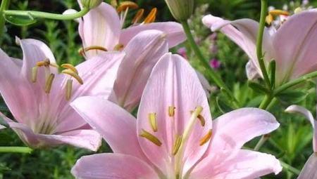粉色百合花语（绽放在心中的温柔与希望）