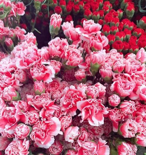 粉色康乃馨花语（康乃馨花语之浪漫）