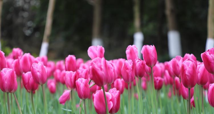 粉色郁金香花语（探寻郁金香花语中的浪漫与温柔）