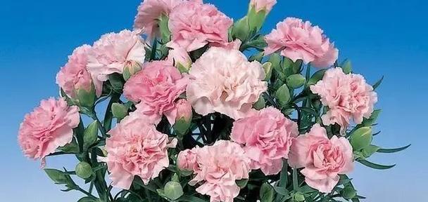 康乃馨花语传递的深情意义（解读康乃馨花语中的情感表达）