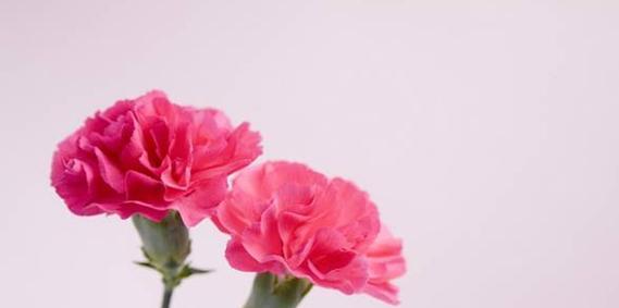 康乃馨花语传递的深情意义（解读康乃馨花语中的情感表达）
