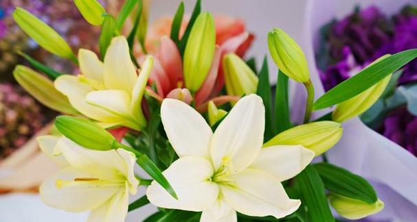 百合花的象征意义与送女朋友的深意（探索百合花在爱情中的隽永寓意与美好祝愿）
