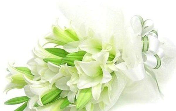 送女人百合花的含义及祝福（传递美好祝愿的花语之选）