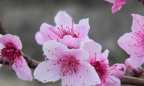 桃花的花语与寓意（探秘桃花花语的世界）