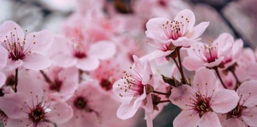 桃花之语（探寻桃花花语的深意）