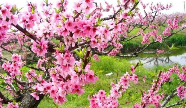桃花之语（探寻桃花花语的深意）
