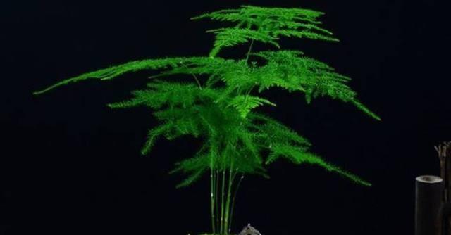 文竹花语与故事的奇妙世界（用心感悟）