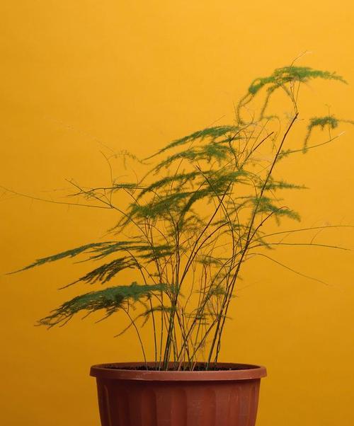 文竹花语与故事的奇妙世界（用心感悟）