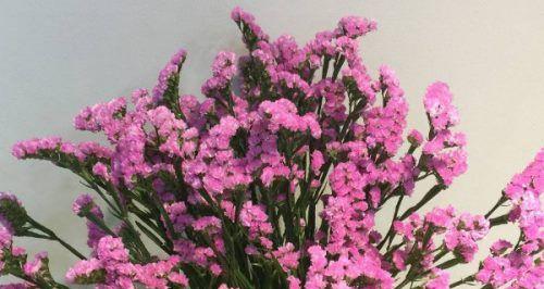 勿忘我花语（勿忘我花语的意义与象征）