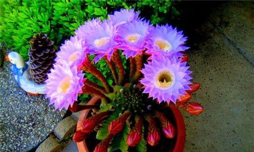 仙人球的花语——寓意与象征（揭开仙人球独特的含义与魅力）