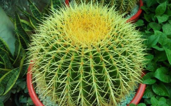仙人球的花语——寓意与象征（揭开仙人球独特的含义与魅力）