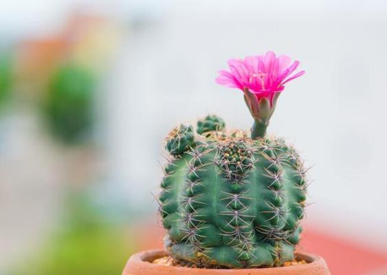 仙人球的花语——寓意与象征（揭开仙人球独特的含义与魅力）