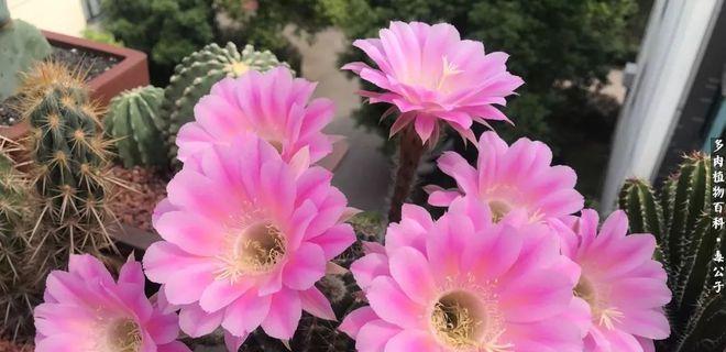 仙人球花语（解密仙人球花语）