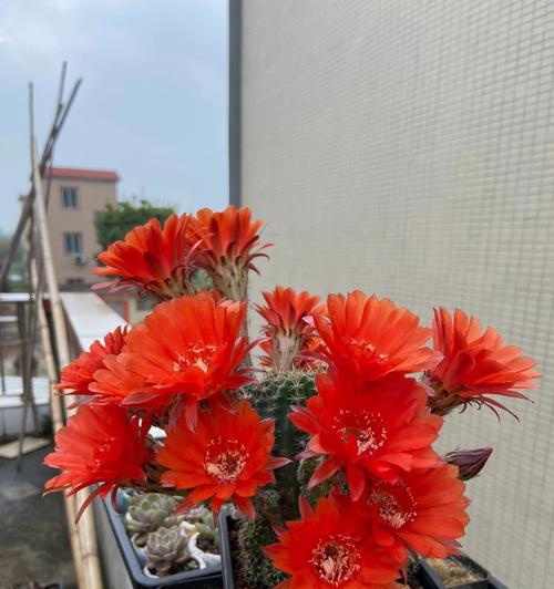 仙人球开花的寓意和象征（探索仙人球开花的奇妙世界）