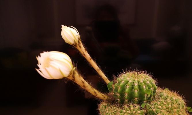 仙人球开花的寓意和象征（探索仙人球开花的奇妙世界）