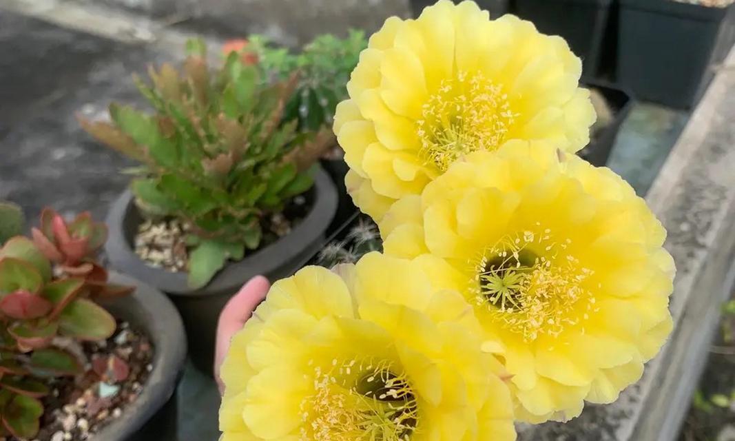 仙人球花开的寓意与意义（探寻仙人球花开的美丽密码）
