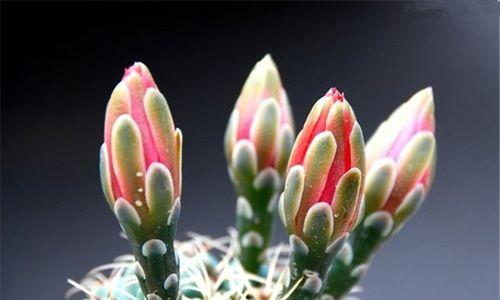 仙人球花开的寓意与意义（探寻仙人球花开的美丽密码）