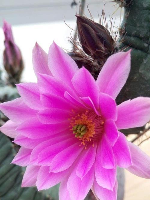 仙人球开花的兆头和寓意（探寻仙人球开花的奥秘）