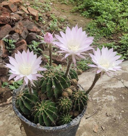 仙人球花开的寓意和兆头（探索仙人球花开的奥秘）