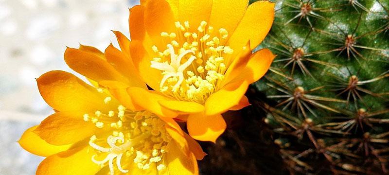 仙人球花开寓意——勇于面对逆境（以仙人球开花的奇迹）