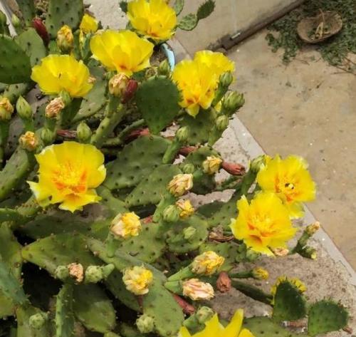 仙人掌花的花语——寓意与象征（探索仙人掌花的独特语言与意义）