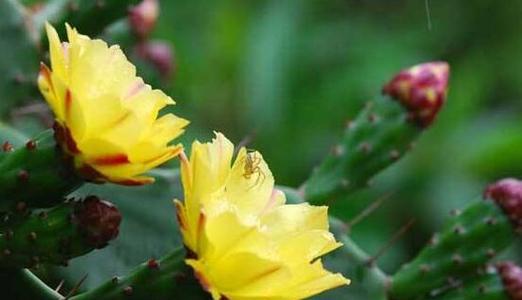 探寻仙人掌的花语之谜（仙人掌花语传递的信息与意义解析）