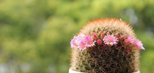 仙人掌之花语（探寻仙人掌花开的奥秘）