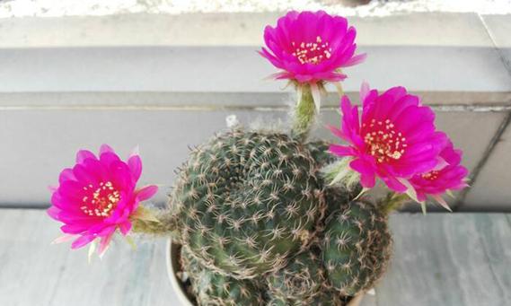 仙人掌花开的寓意和象征（探索仙人掌花开的美丽和深意）