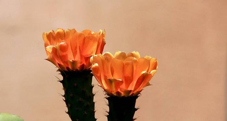 仙人掌开花（探索仙人掌开花的意义与象征）