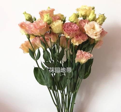 香槟洋桔梗花语搭配与情感的表达（用香槟洋桔梗传递不同情感的意义）