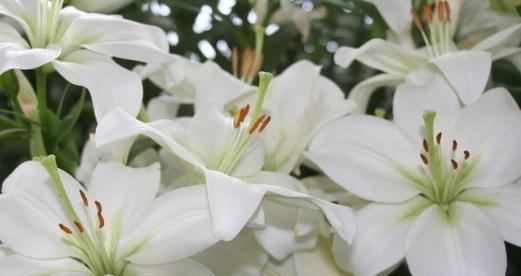 香水百合花语（美丽·纯洁·永恒——百合花在花语中的深远意义）