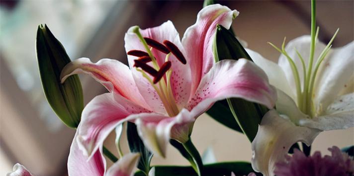 香水百合花语（美丽·纯洁·永恒——百合花在花语中的深远意义）