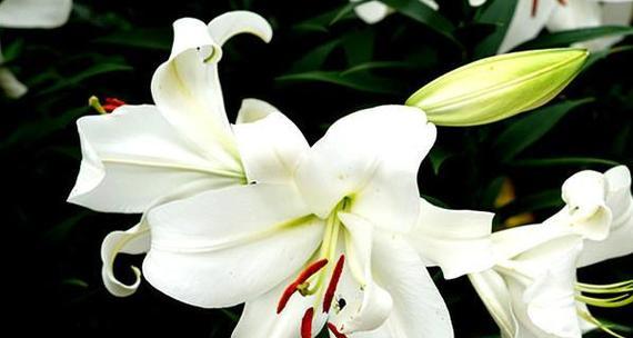 香水百合花语（美丽·纯洁·永恒——百合花在花语中的深远意义）