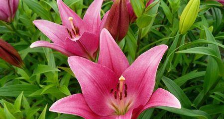 百合花的花语和寓意（探索百合花的意义及其在生活中的象征）