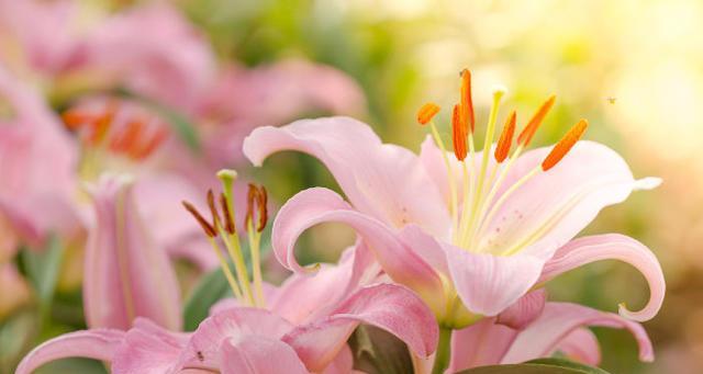 百合花语（百合花的花语及其深层寓意）